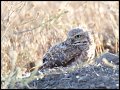 _2SB6728 burrowing owl